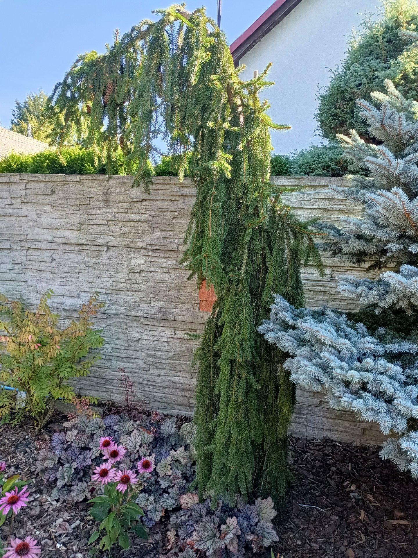 Picea abies Frohburg