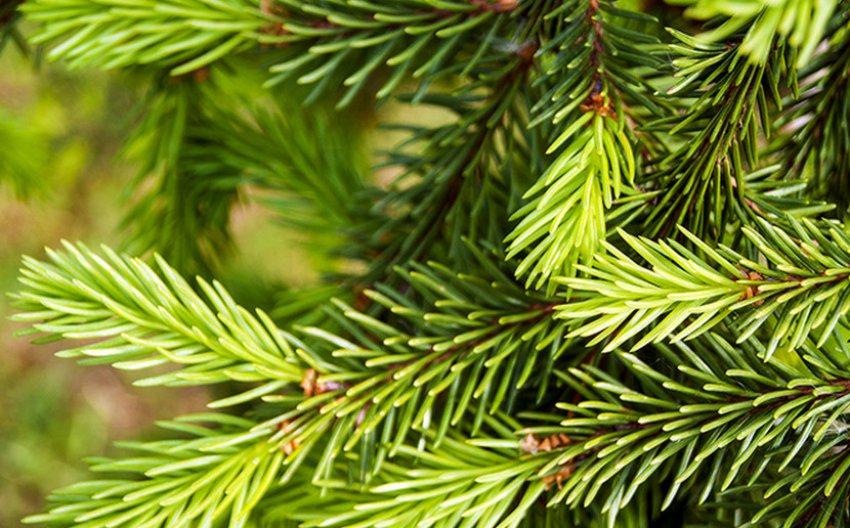 Picea abies Frohburg 2