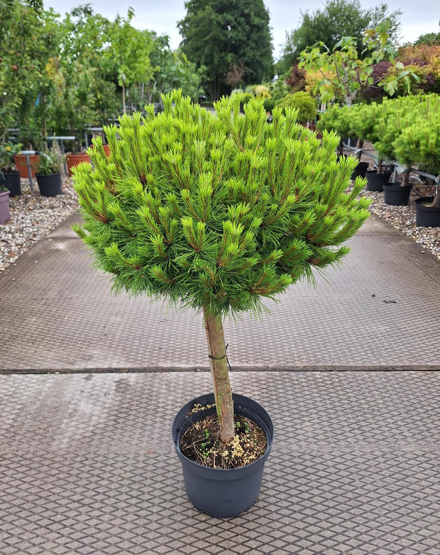 Pinus densiflora Low Glow