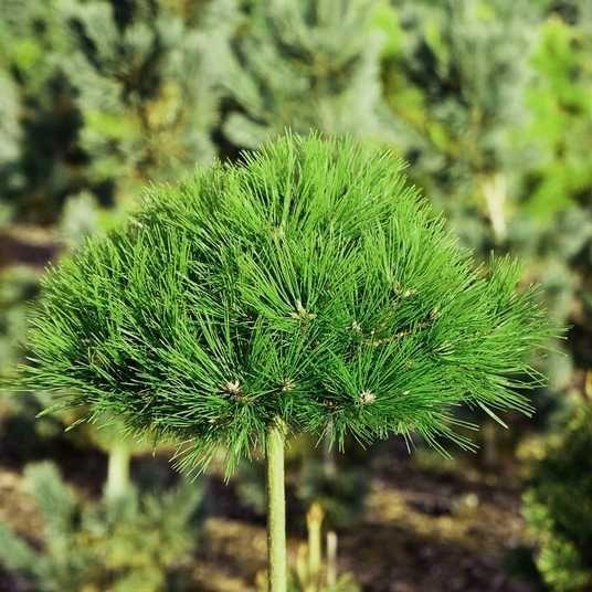 Pinus densiflora Low Glow 2