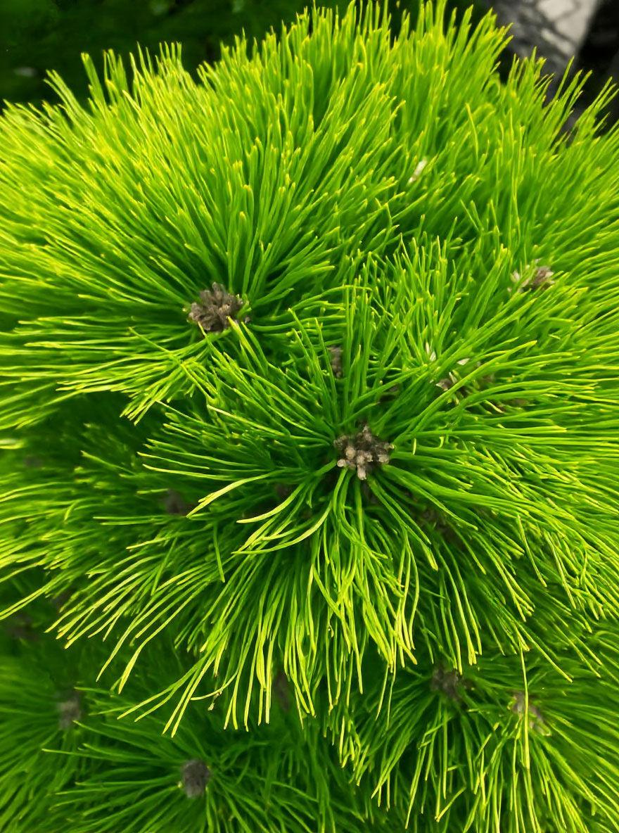 Pinus densiflora Low Glow 3
