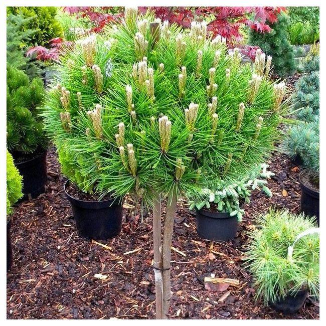Pinus densiflora Low Glow 4