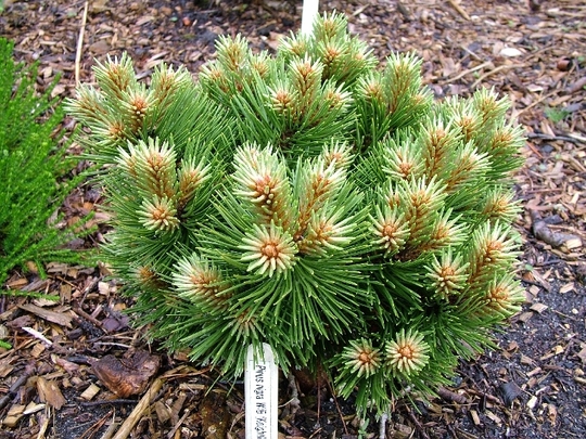 Pinus nigra Keightly broom