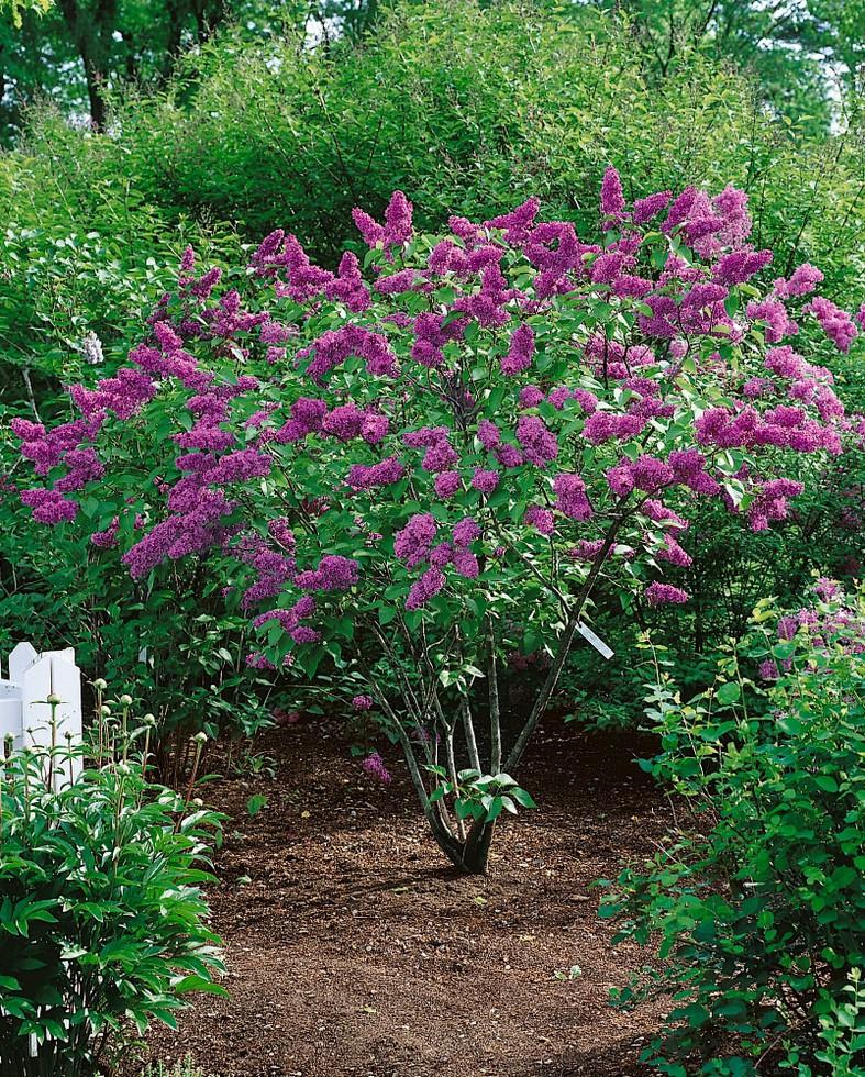 Syringa vulgaris Charles Joly 2