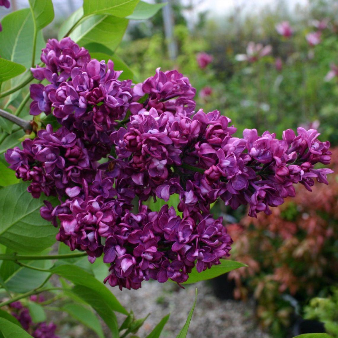 Syringa vulgaris Charles Joly 5