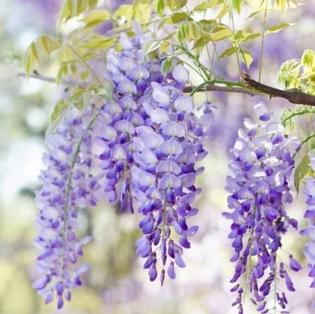 Wisteria flor. 'Domino' 1