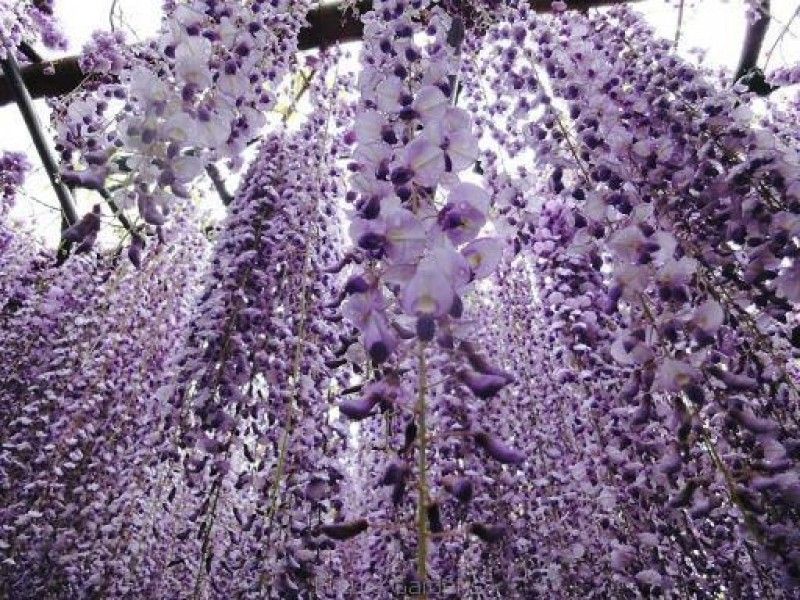 Wisteria flor. 'Domino' 2