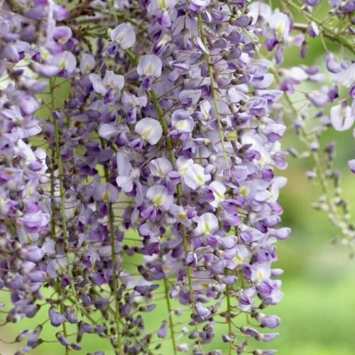 Wisteria flor. 'Domino' 3