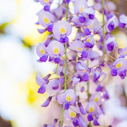 Wisteria flor. 'Domino'