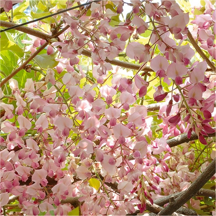 Wisteria flor. 'Honbeni' (Pink Ice) 1