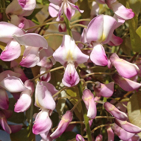 Wisteria flor. 'Honbeni' (Pink Ice) 2