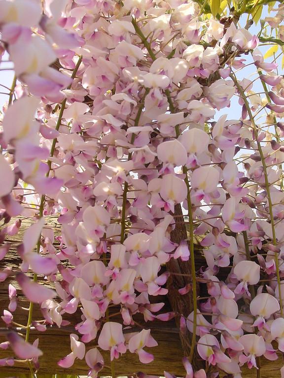 Wisteria flor. 'Honbeni' (Pink Ice)