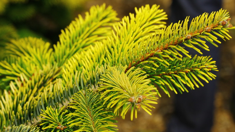 abies nordmanniana midwinter gold 1