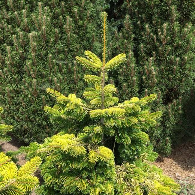 abies nordmanniana midwinter gold 2