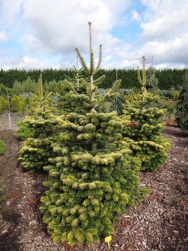 abies nordmanniana midwinter gold