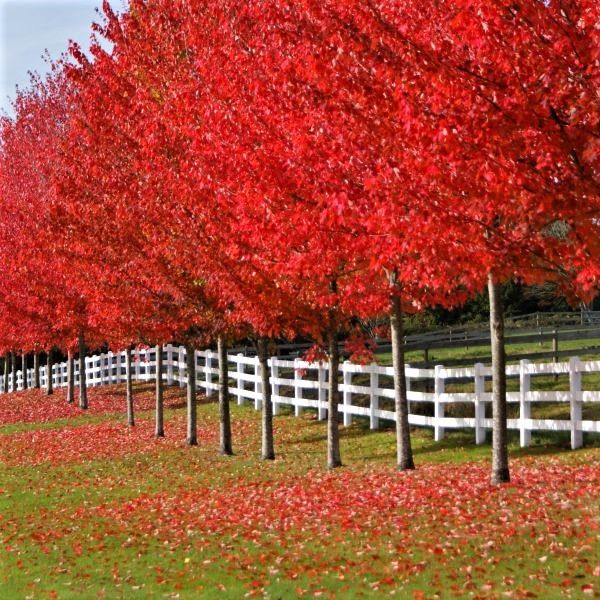 acer freemanii autumn blaze 1