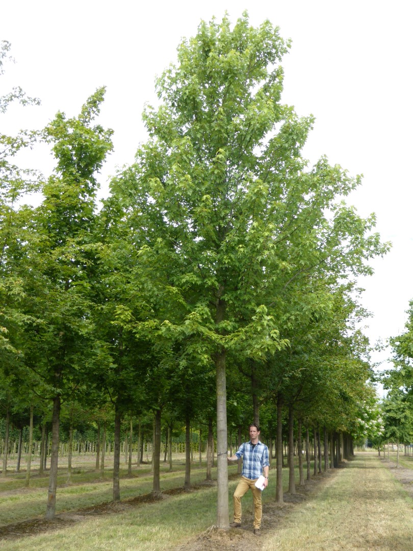 acer freemanii autumn blaze 2