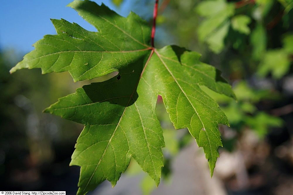 acer freemanii autumn blaze 3