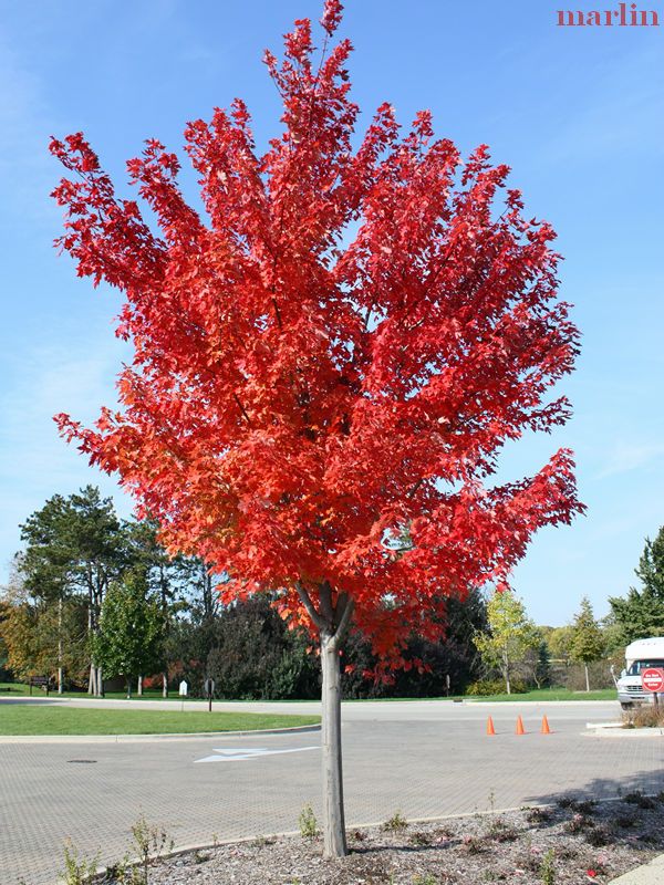 acer freemanii autumn blaze