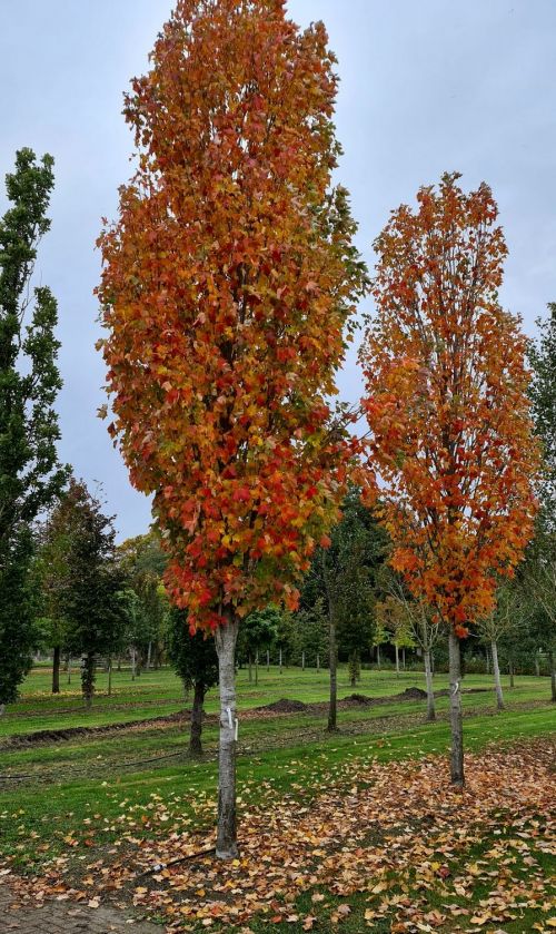 acer rubrum scanlon 2