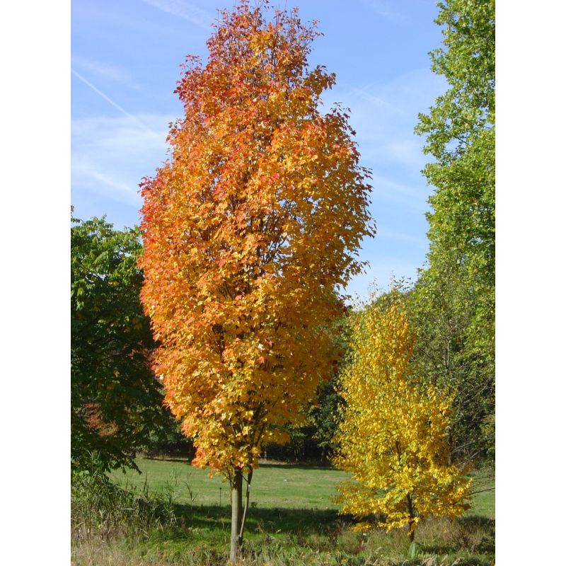 acer rubrum scanlon