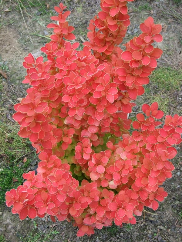 berberis orange ice 3