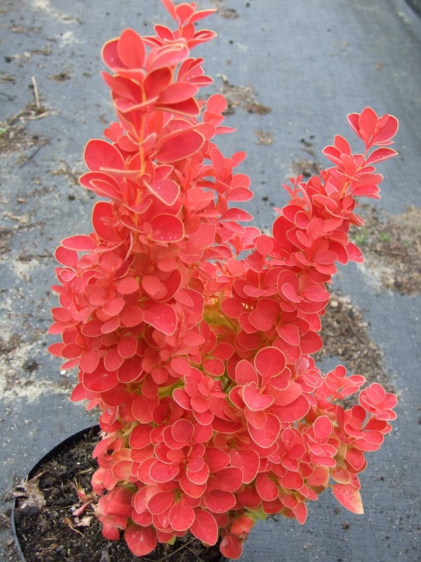 berberis orange ice
