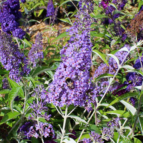 buddleja lochinch 1