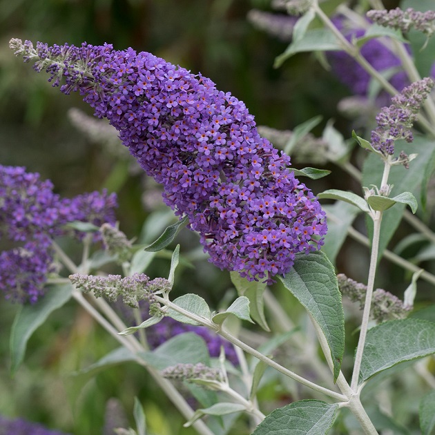 buddleja lochinch 2