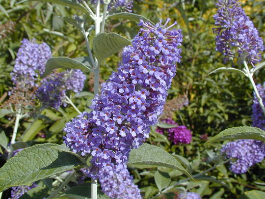 buddleja lochinch