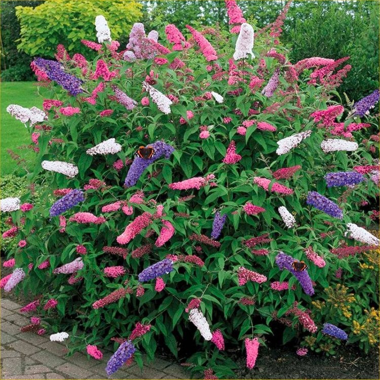 buddleja tricolor 3