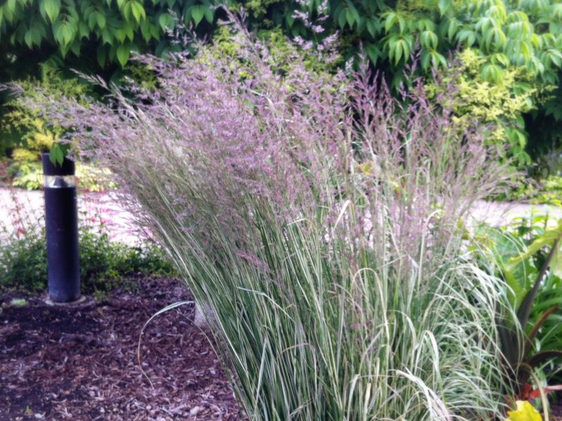 calamagrostis overdam 1