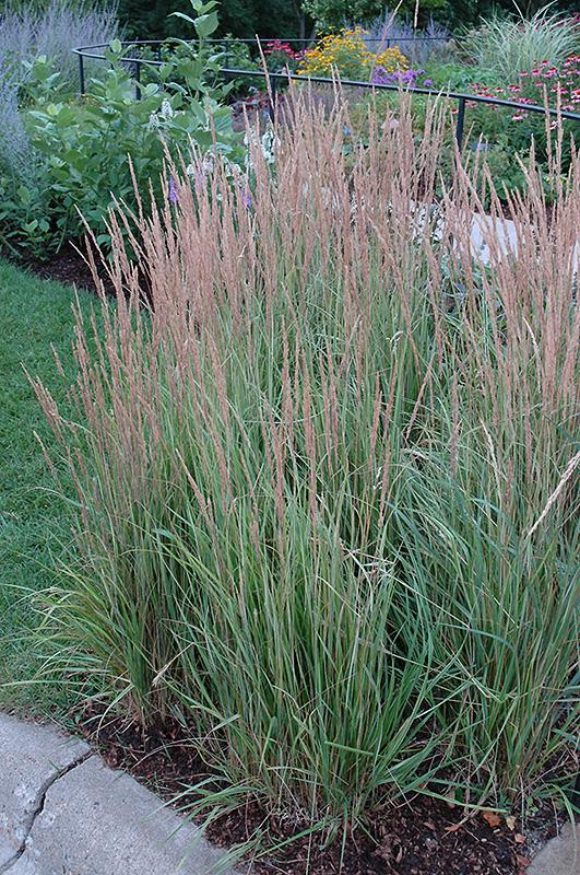 calamagrostis overdam 2
