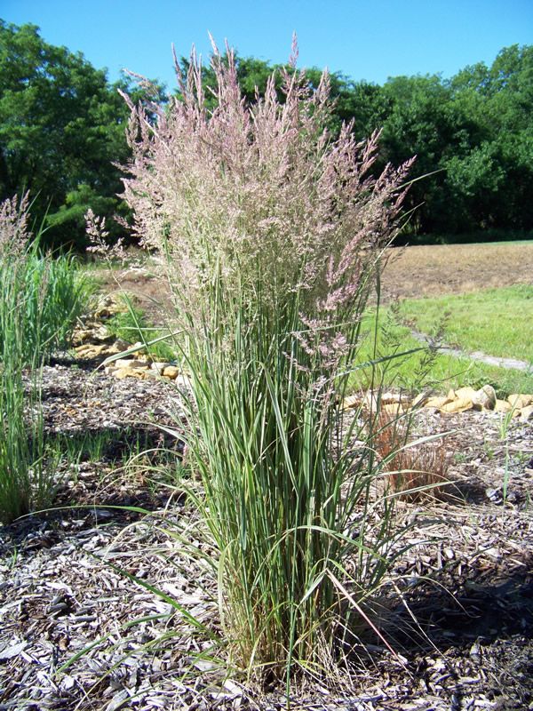 calamagrostis overdam 3