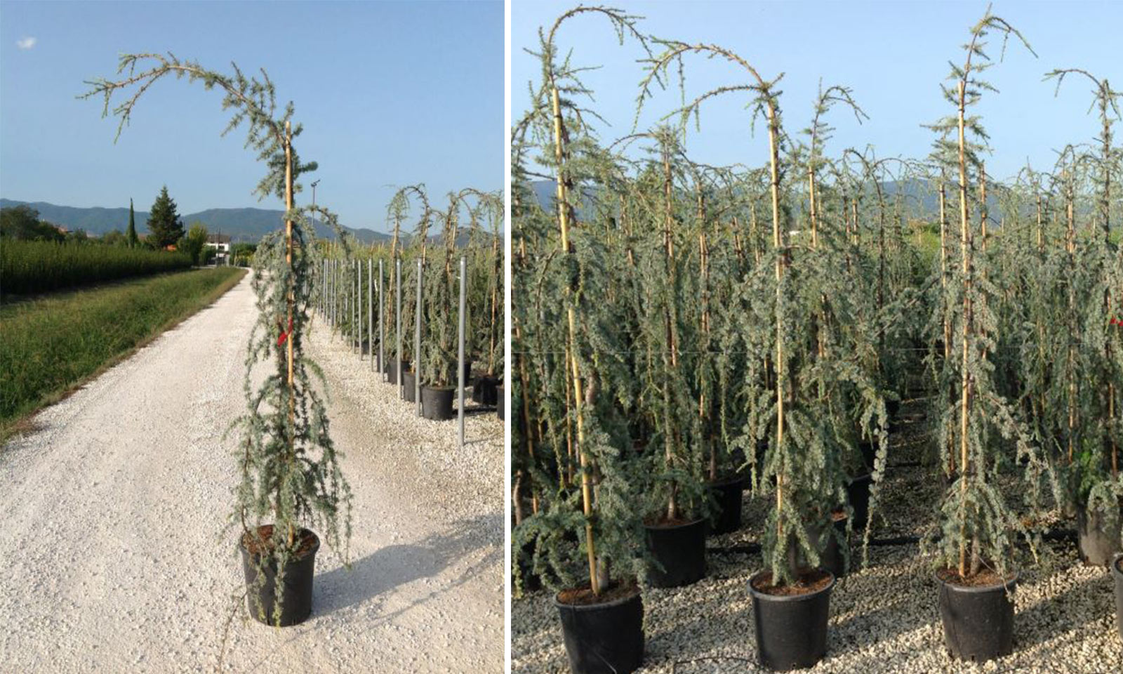 cedrus atlantica glauca pendula 1