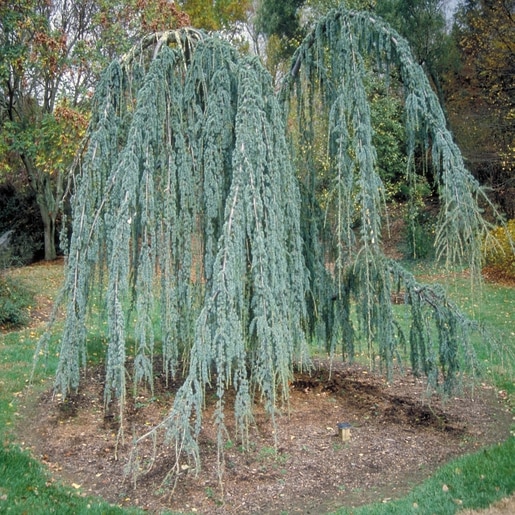 cedrus atlantica glauca pendula 3