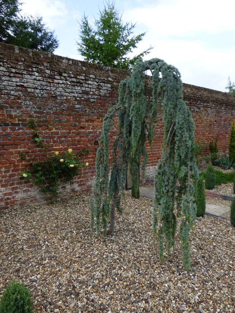 cedrus atlantica glauca pendula