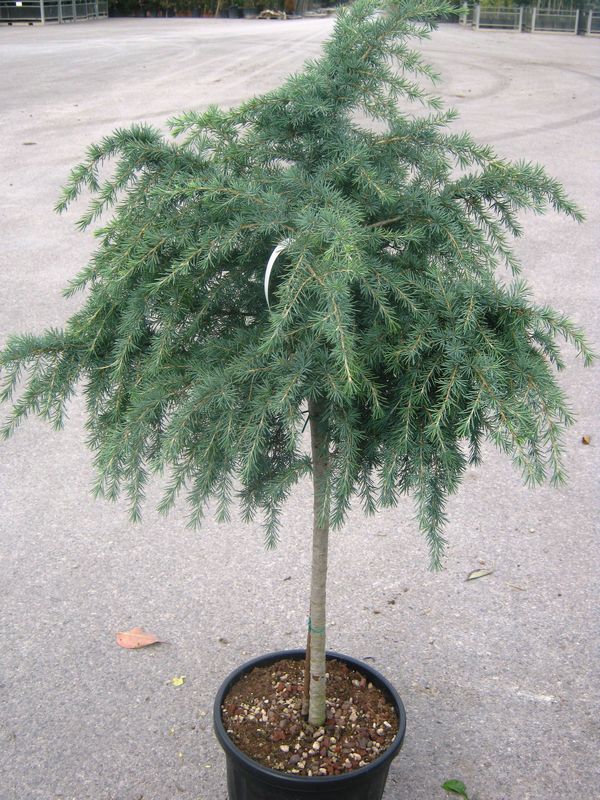 cedrus deodara feelin blue 1