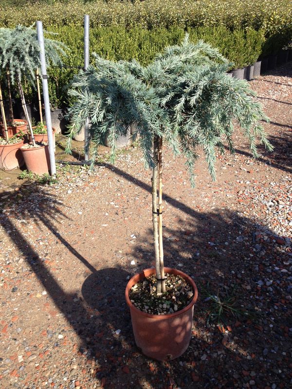 cedrus deodara feelin blue 2