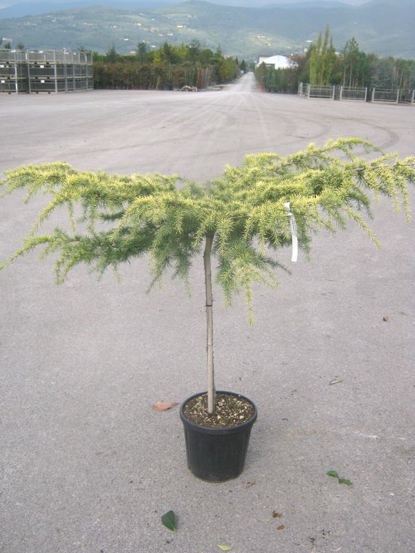 cedrus deodara lime glow