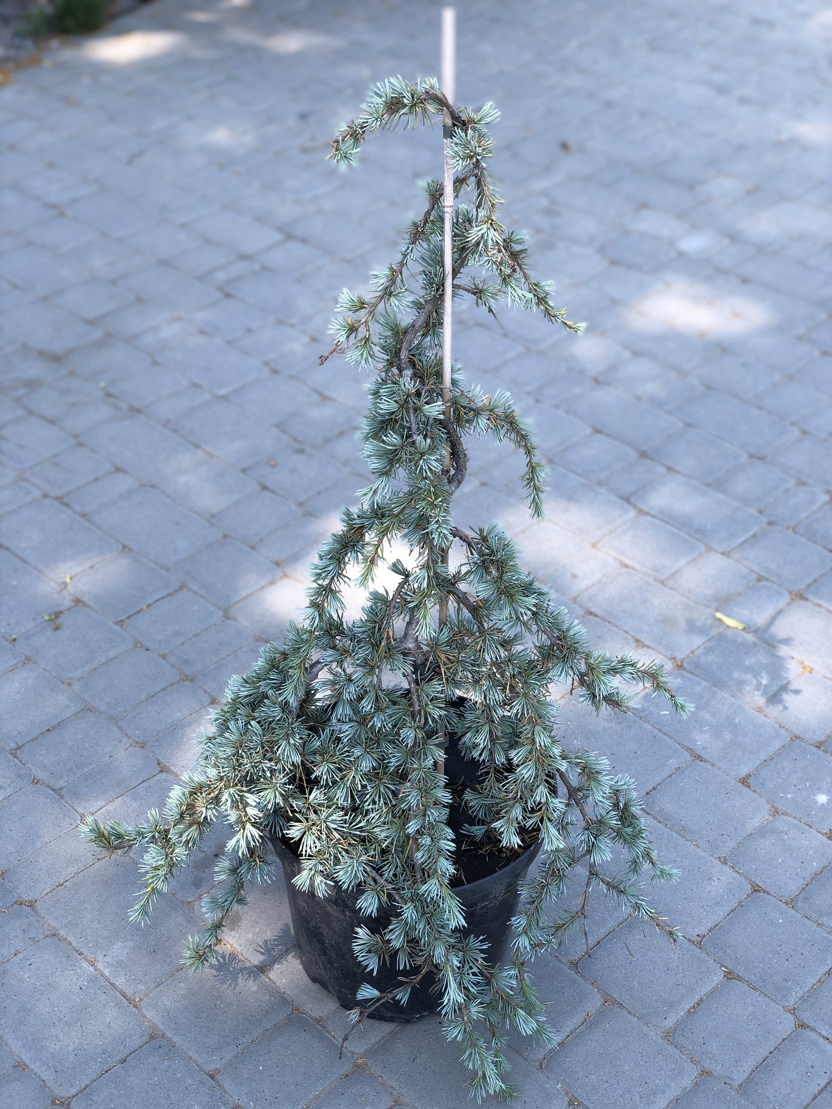 cedrus libani blue fountain 1