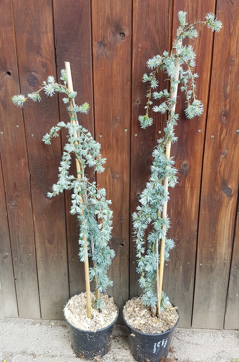 cedrus libani blue fountain 2
