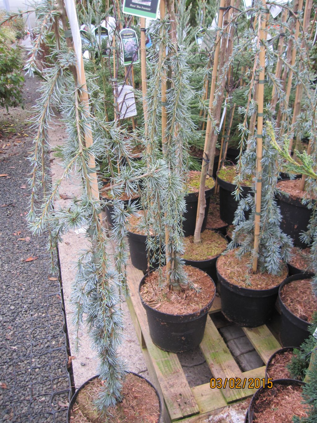 cedrus libani blue fountain 4
