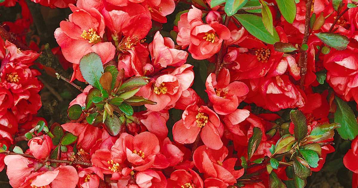 chaenomeles etna 1