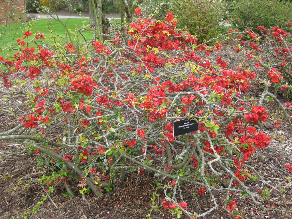 chaenomeles etna