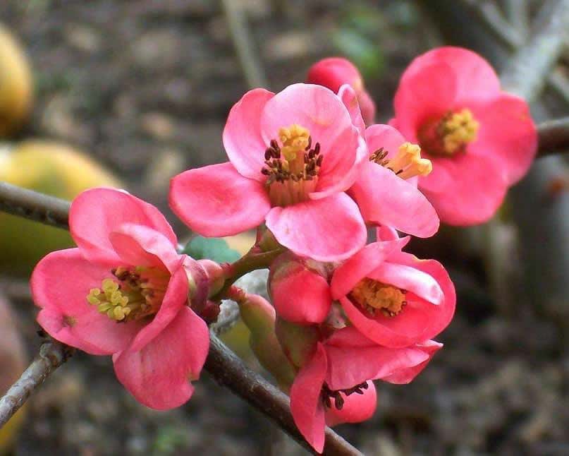 chaenomeles pink queen 1