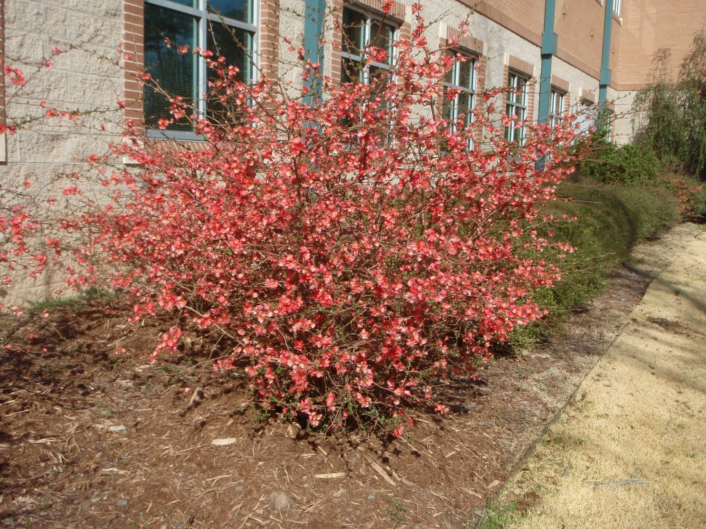 chaenomeles pink queen 2