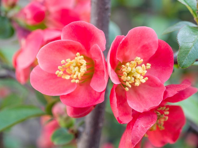 chaenomeles pink queen 3