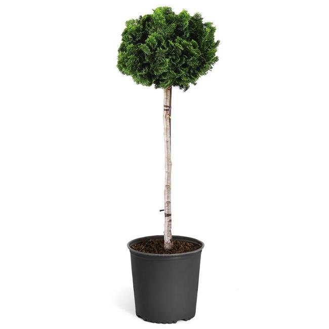 chamaecyparis obtusa nana gracilis stem