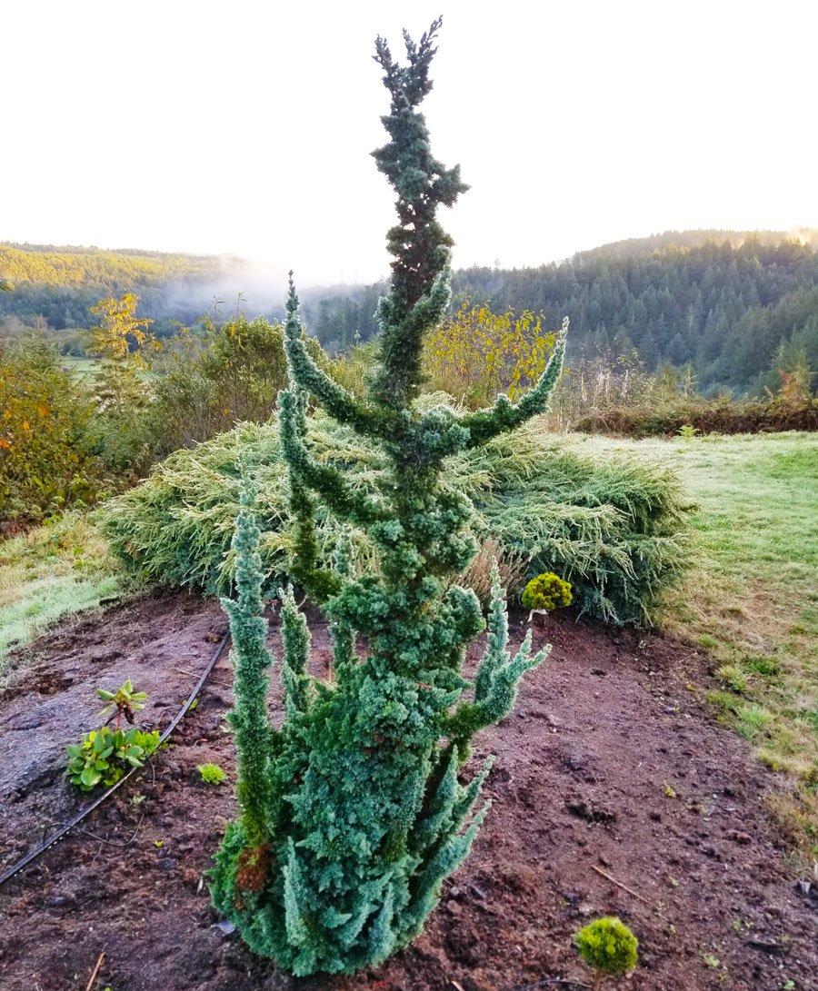 chamaecyparis wissel's saguaro 1